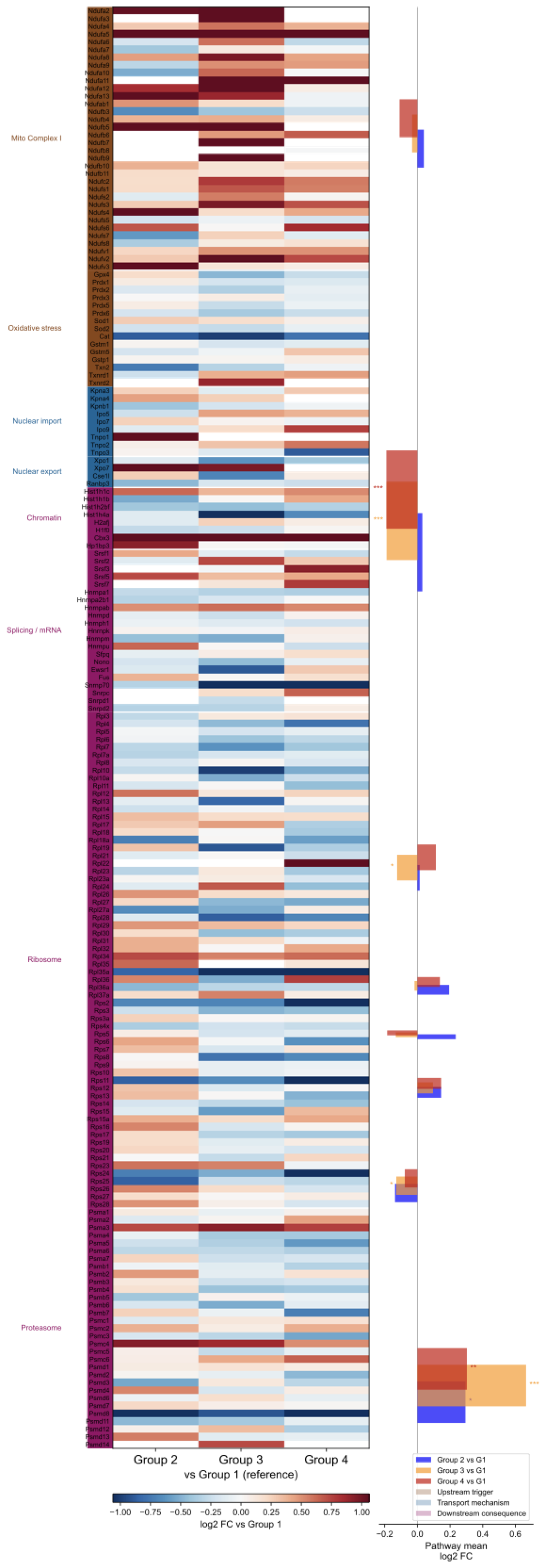 Systematic pathway shifts - Mitochondrial DNA mutations drive α ...